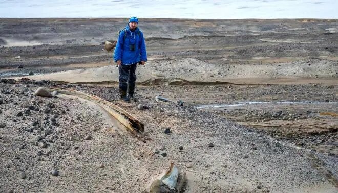 پیدا شدن بقایای نهنگهای باستانی در جزیره ویلچک | عکس