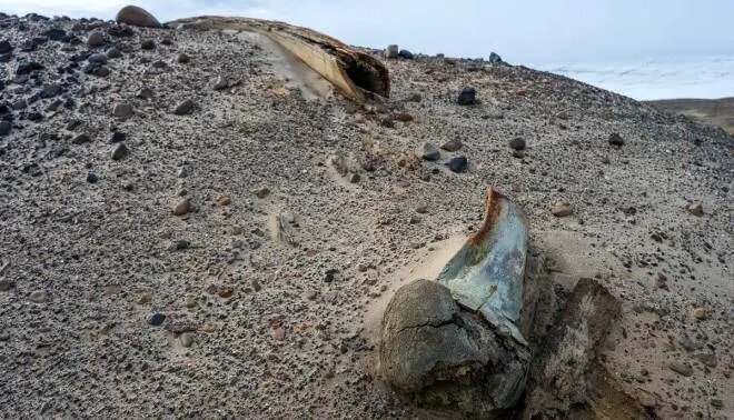 پیدا شدن بقایای نهنگهای باستانی در جزیره ویلچک | عکس