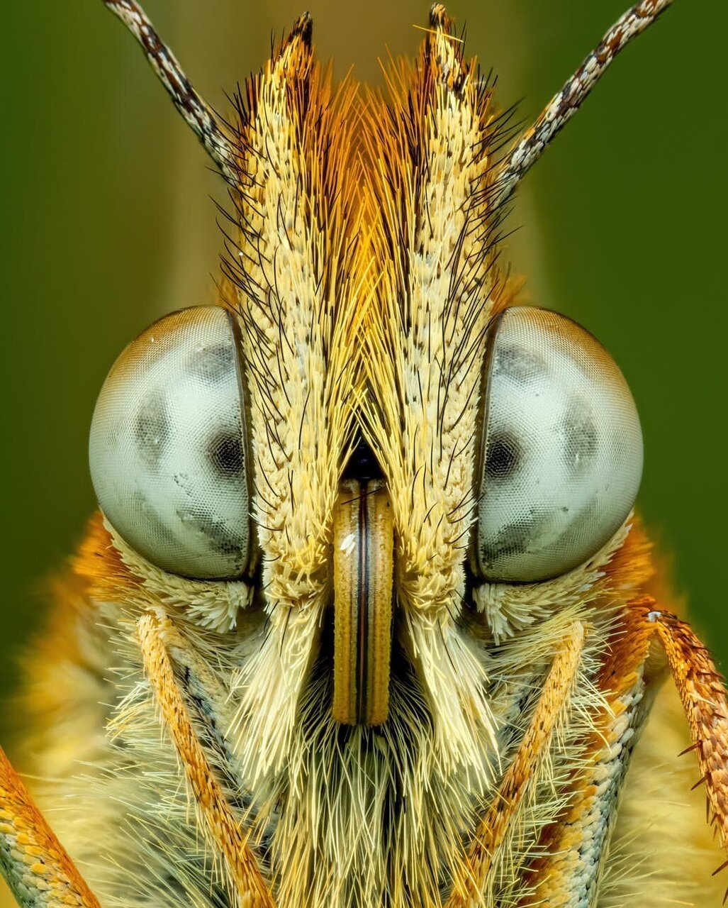 رازهای پنهان از دنیای شگفتانگیز یک پروانه + عکس