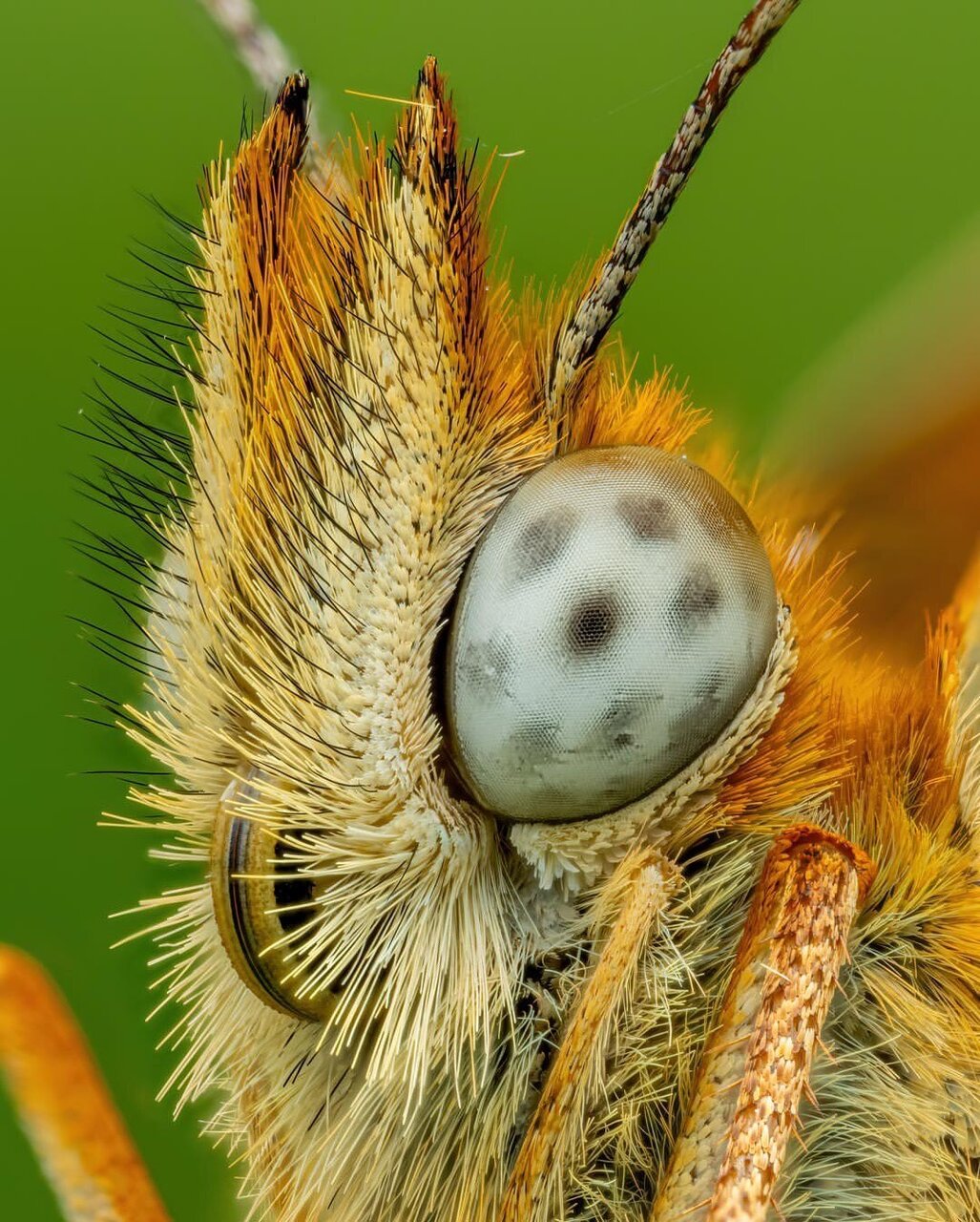 رازهای پنهان از دنیای شگفتانگیز یک پروانه + عکس