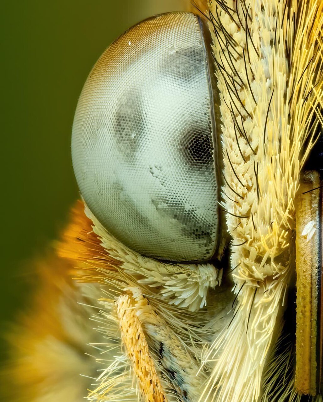 رازهای پنهان از دنیای شگفتانگیز یک پروانه + عکس