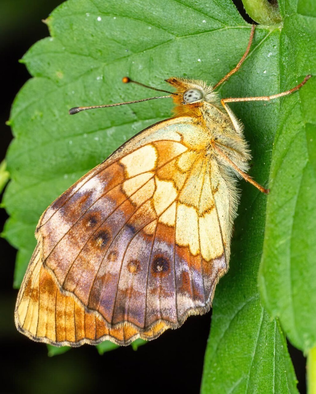 رازهای پنهان از دنیای شگفتانگیز یک پروانه + عکس