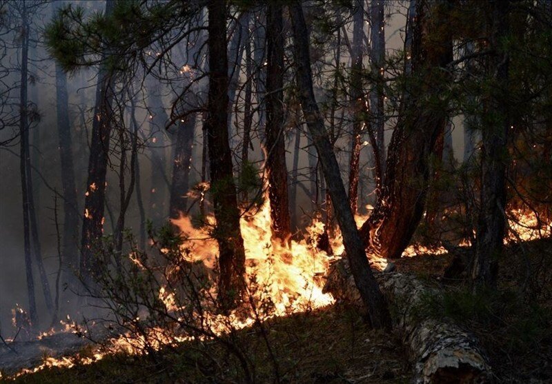 تصاویری تلخ از آتش سوزی جنگلی در ترکیه