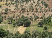 مرگ دسته جمعی بلوط‌ های زاگرس | بلوط‌ ها قربانی اکتشاف چه ماده‌ ای شده‌ اند؟ + فیلم