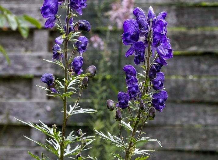 گیاهان زیبا اما کشنده؛ هرگز لمسشان نکنید