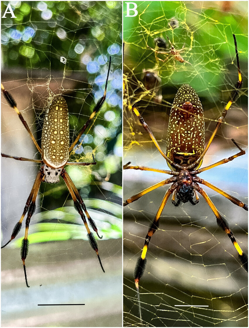 عنکبوتی که تارهای طلایی میتند! | عکس