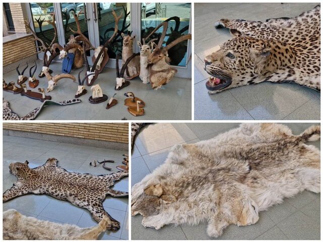 دستگیری شکارچی مخوف تهران با ۲۱ تاکسیدرمی حیوانات وحشی + تصاویر