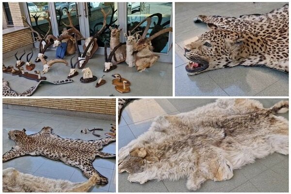 ویدئوی کشف ۲۱ تاکسیدرمی حیوانات وحشی در تهران