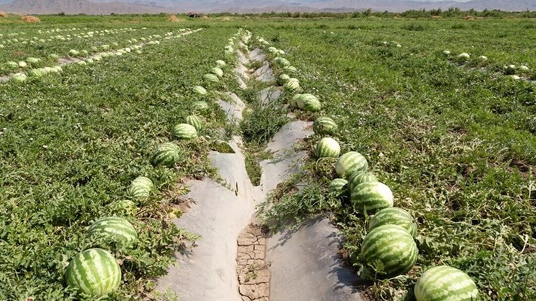 صادرات آب ایران در روزهای کم آبی و قطع آب شهروندان + جزئیات