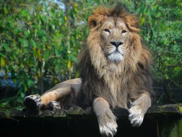 پایان تراژیک شیر ایرانی در ایران | «هیرمان» چگونه تلف شد؟ | دامپزشک حیات وحش: پیری دلیل مرگ نیست