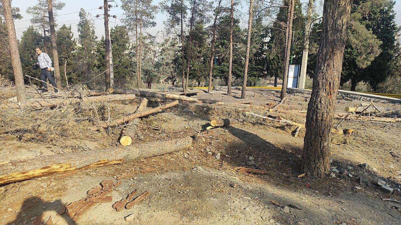 کاشت ۳۰ هزار نهال برای احیای بزرگترین جنگل شهری تهران