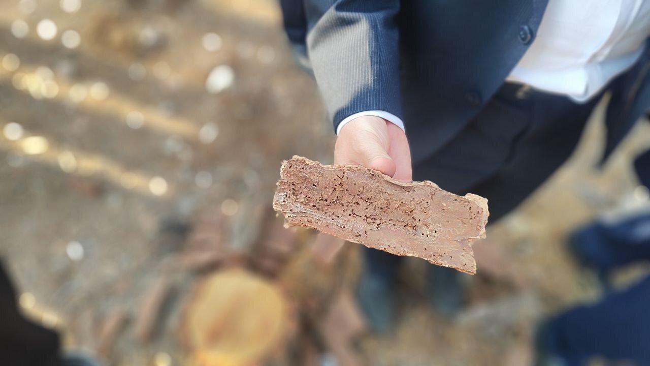 کاشت ۳۰ هزار نهال برای احیای بزرگترین جنگل شهری تهران