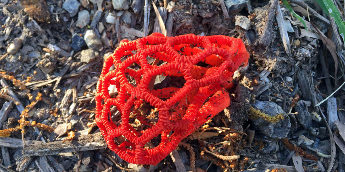 کشف الماسهای صورتی| پخت پاستای هستهای با ستارگان نوترونی