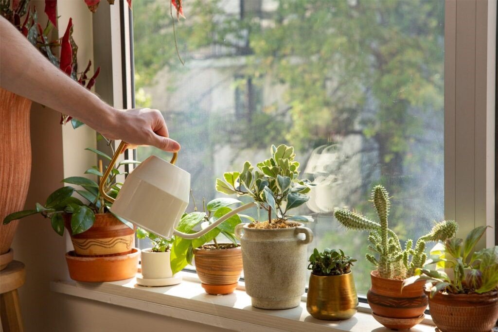 معرفی بهترین گیاهان آپارتمانی مناسب برای نگهداری در بالکن