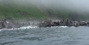 فیلمی خیره‌کننده از فرار شیرهای دریایی از امواج سونامی