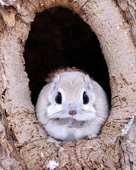 نماد بامزگی در ژاپن را ببینید