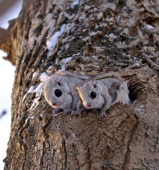 نماد بامزگی در ژاپن را ببینید