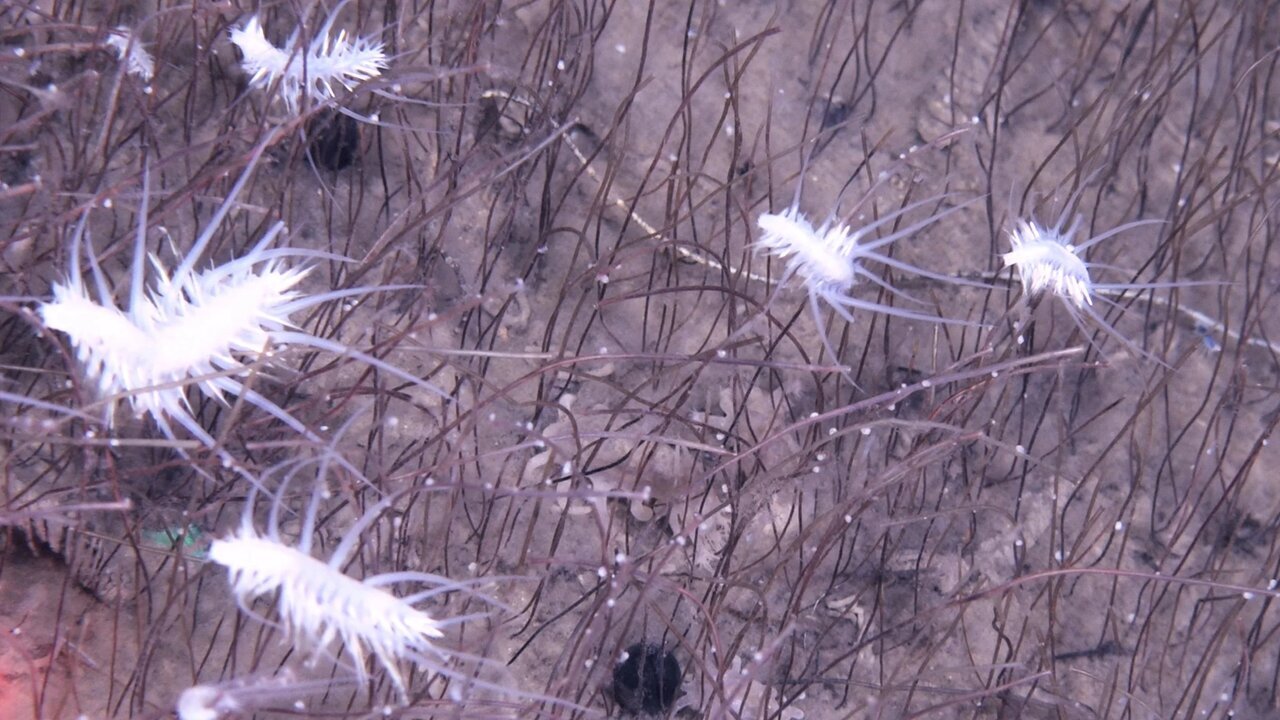 کشف اجتماع موجودات ناشناخته در اعماق اقیانوس! | عکس