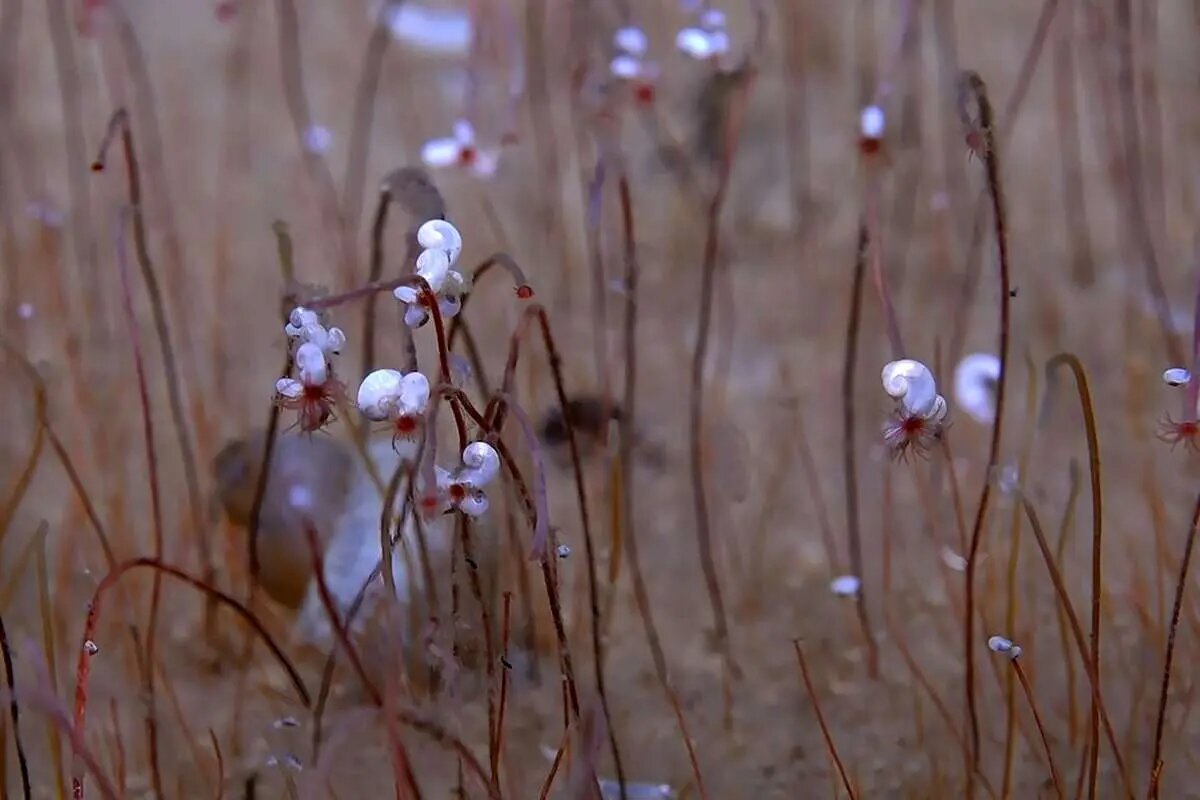 کشف اجتماع موجودات ناشناخته در اعماق اقیانوس! | عکس