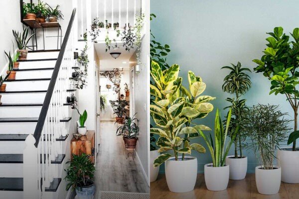 گیاهان مقاوم به سرما برای راهپله کمنور