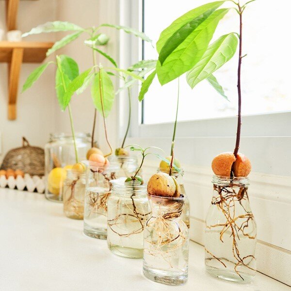 کاشت آووکادو در گلدان به روش ساده و قابل اجرا در خانه