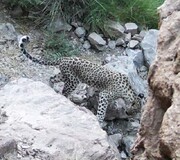 ثبت تصویر این حیوان در حال انقراض اصفهانی‌ها را خوشحال کرد + عکس