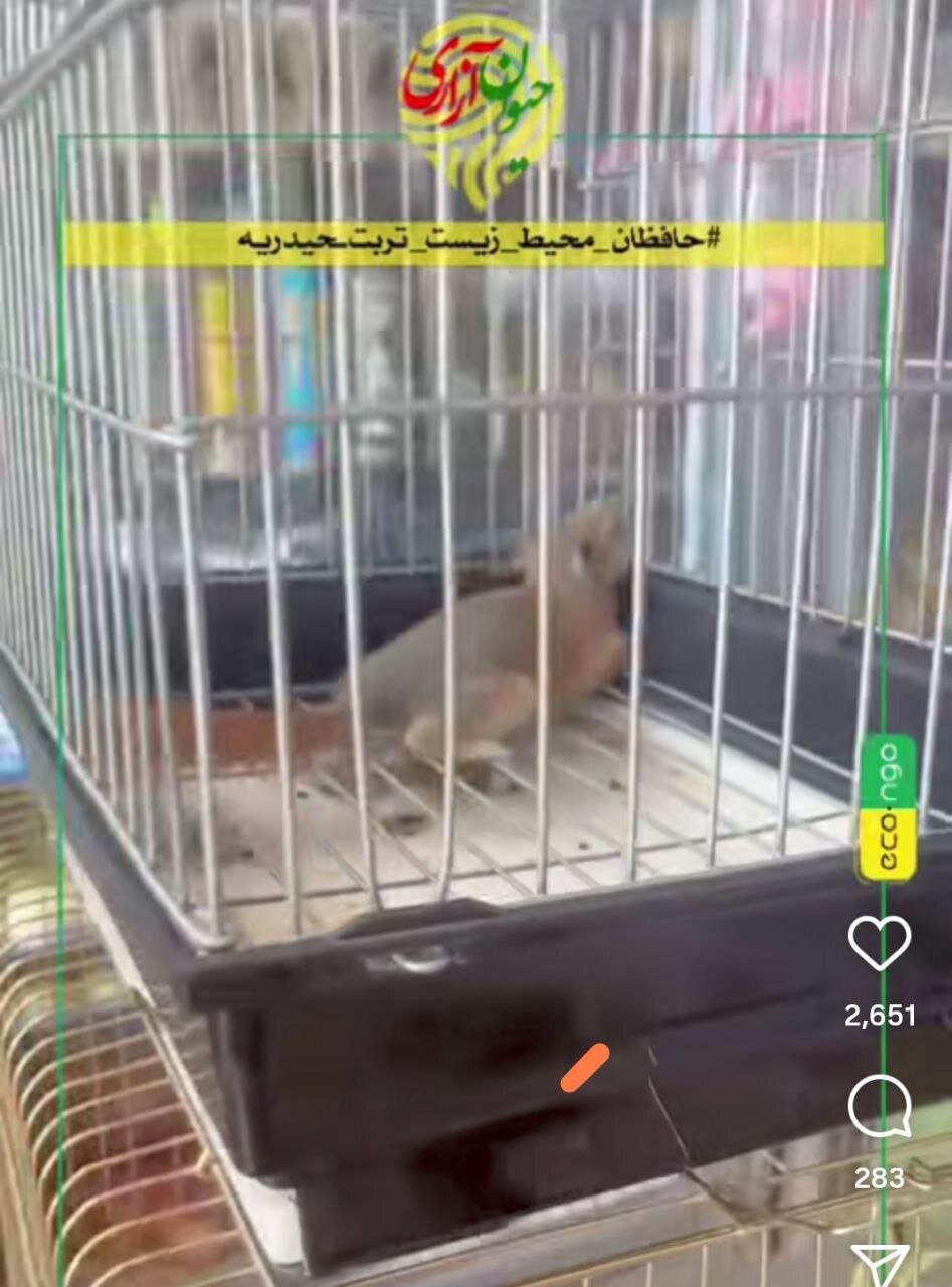 فروش سنجاب در هایپرمارکت! |  یگان حفاظت محیط‌ زیست: با خاطیان برخورد می‌شود