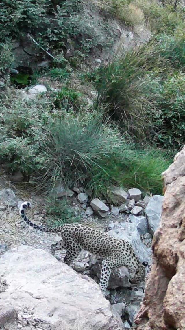 ثبت تصویر این حیوان در حال انقراض اصفهانی‌ها را خوشحال کرد + عکس