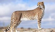 همزیستی جالب یوز و گور آسیایی در پارک ملی توران + ویدئو
