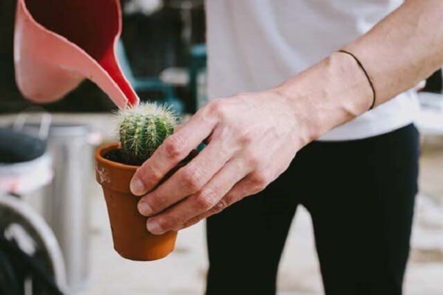 نحوه نگهداری از کاکتوس در تابستان