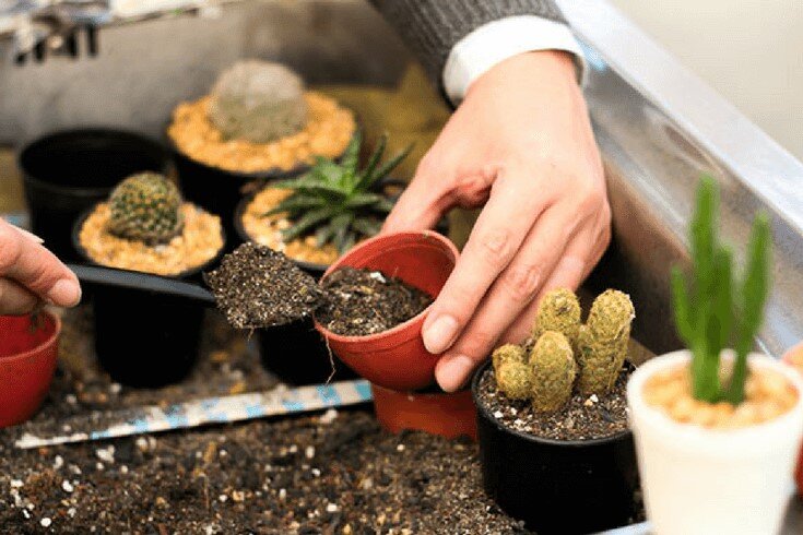 نحوه نگهداری از کاکتوس در تابستان نحوه نگهداری از کاکتوس در تابستان