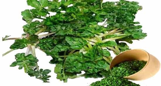 گیاه چوچاق چیست و چرا شناخت آن اهمیت دارد؟