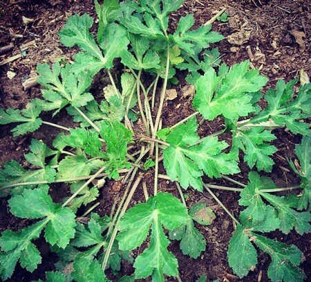 گیاه چوچاق چیست و چرا شناخت آن اهمیت دارد؟