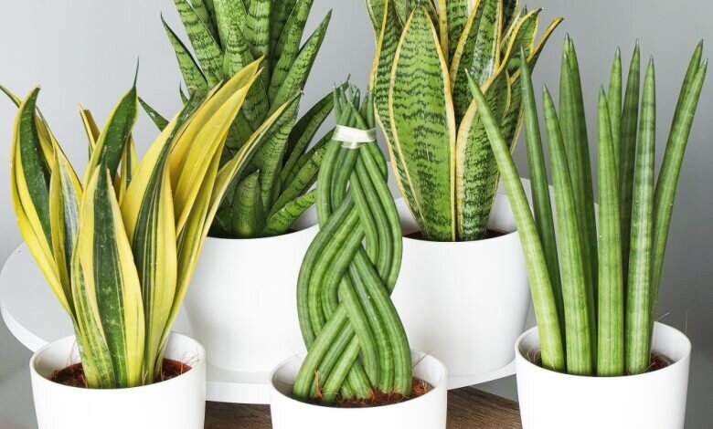 بهترین گیاهان برای تصفیه هوای خانه و اداره از نگاه ناسا + روش نگهداری