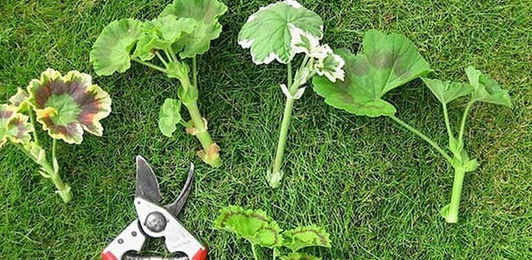 راهنمای کامل نگهداری و پرورش گیاه شمعدانی در تابستان
