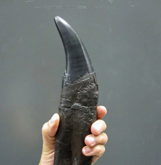 هوا از زمان دایناسورها آلوده بوده است