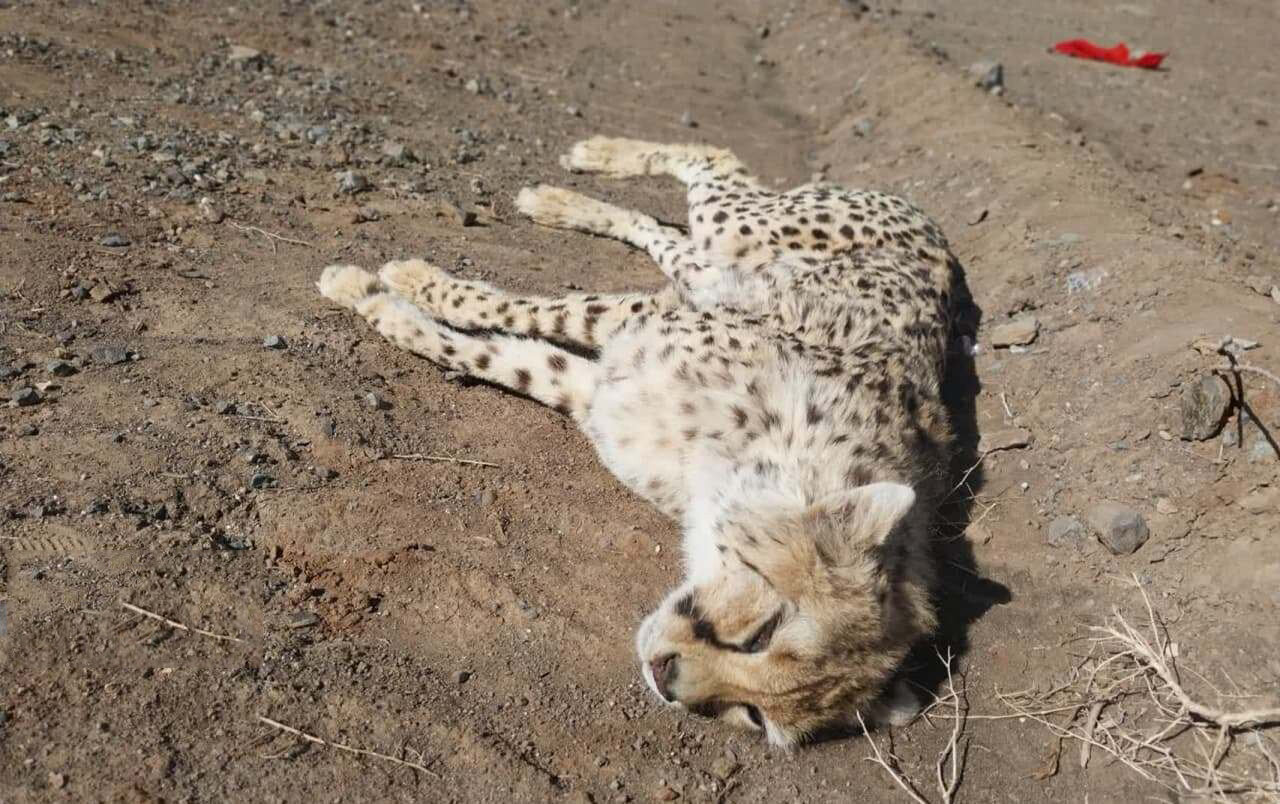 تمسخر بی رحمانه یوز ایرانی در جاده مرگ | ویدئوی شوخی سبک یک راننده عبوری را ببینید