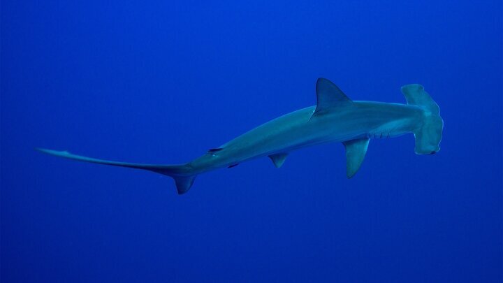 تاکتیک عجیب و راز شکارهای مرگبار؛ کوسههای سرچکشی همدیگر را میبلعند!