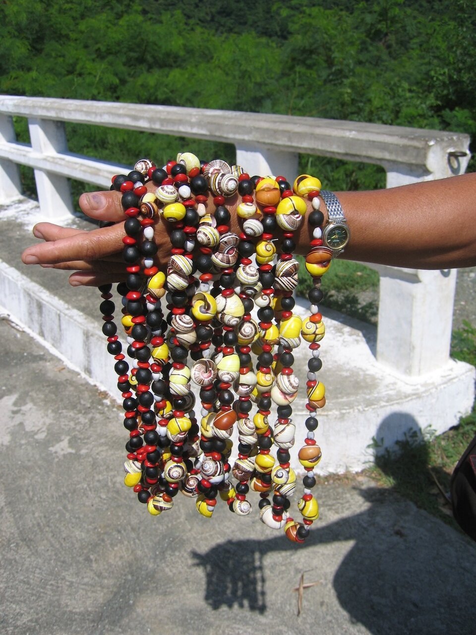 تلاش برای نجات و کشف رازهای زیباترین حلزونهای جهان | عکس