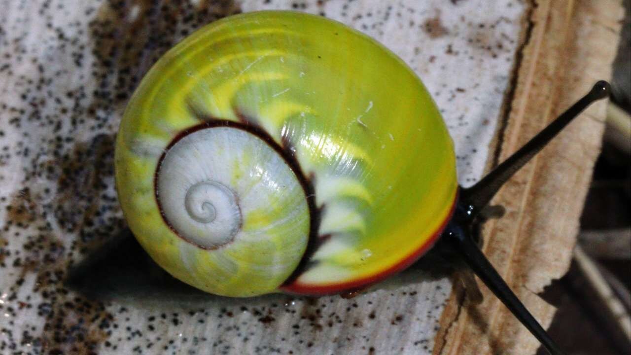 تلاش برای نجات و کشف رازهای زیباترین حلزونهای جهان | عکس