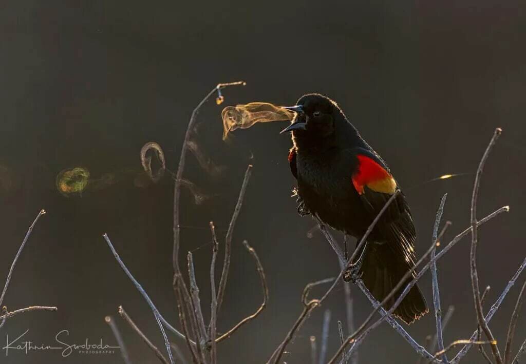 پدیدهای نادر در پرندگان ؛ وقتی آواز پرنده دیدنی میشود! | عکس