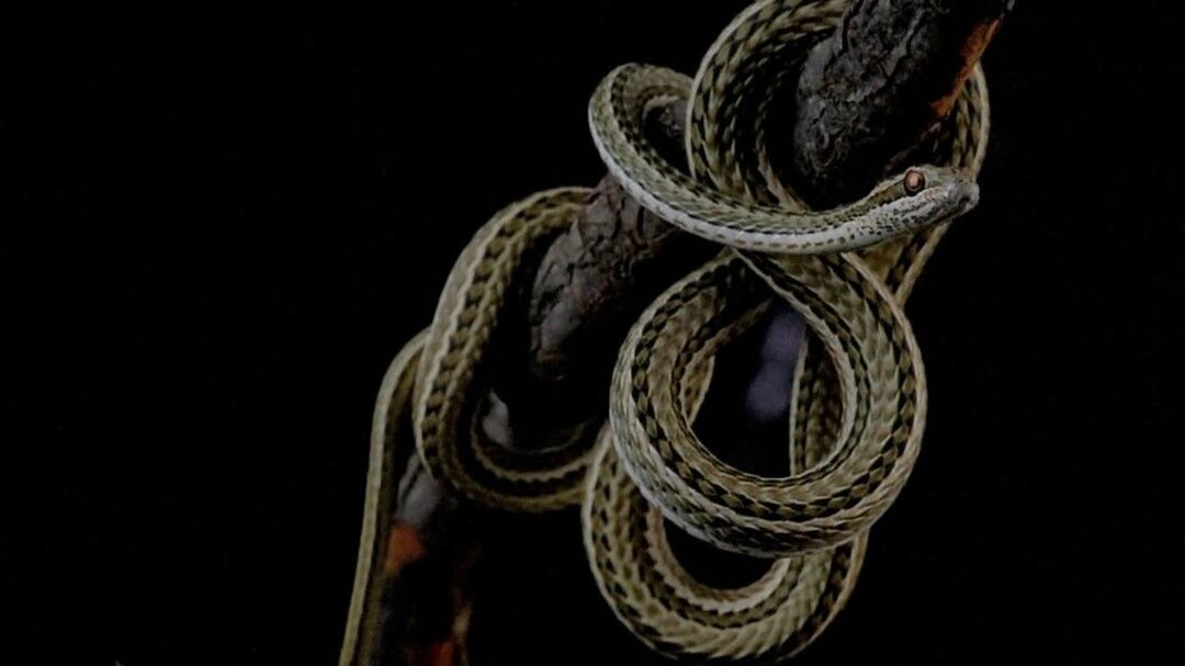 سریعترین مار قاره آسیا در این شهر ایران ؛ سرعت ۱۶ کیلومتر بر ساعت! + عکس