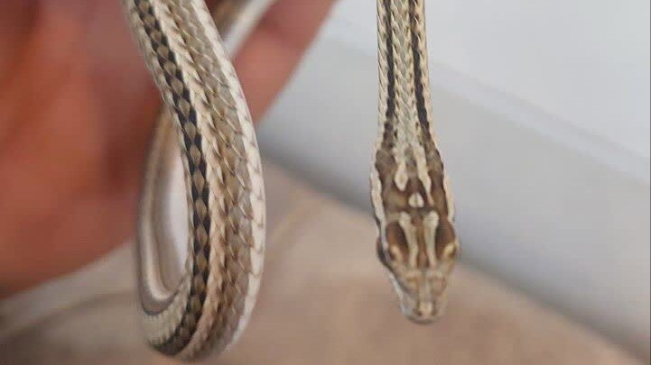 سریعترین مار قاره آسیا در این شهر ایران ؛ سرعت ۱۶ کیلومتر بر ساعت! + عکس