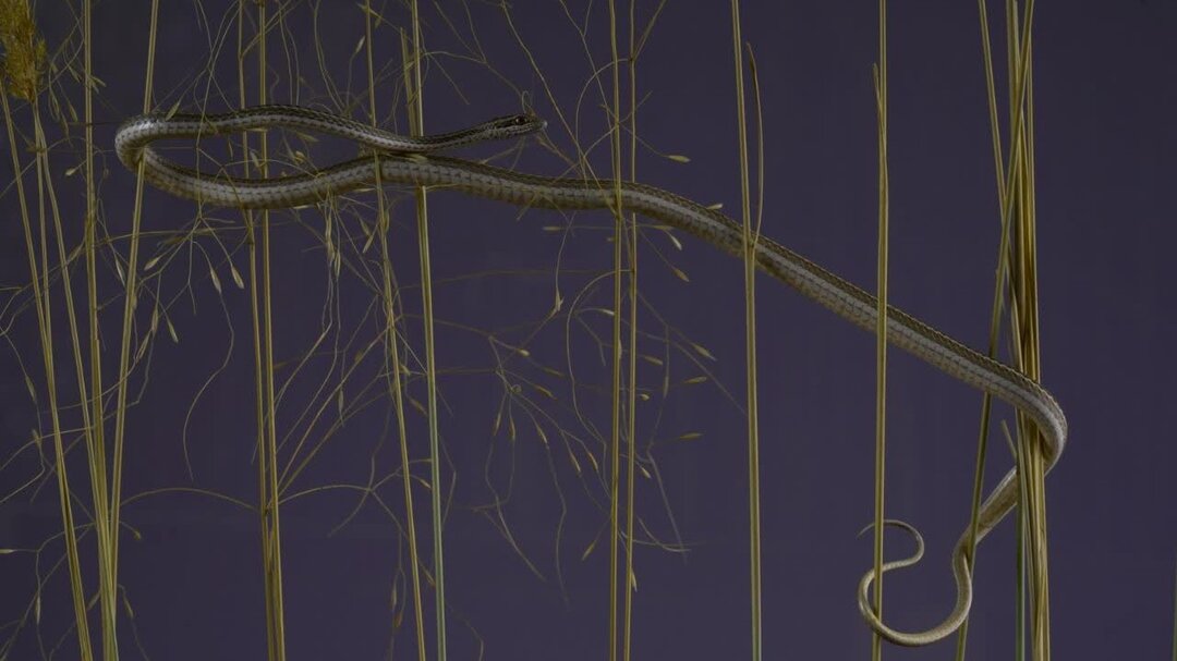 سریعترین مار قاره آسیا در این شهر ایران ؛ سرعت ۱۶ کیلومتر بر ساعت! + عکس