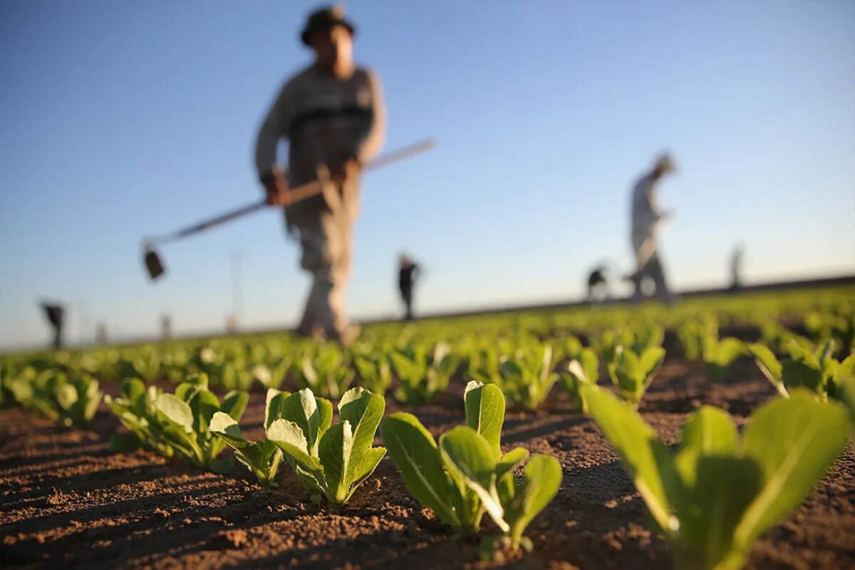 ۵ غذایی که هم شما را سالم نگه میدارند و هم زمین را