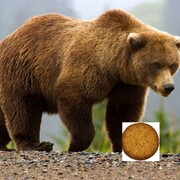 تصاویر ناراحت کننده ساقه طلایی خوردن خرس سبلان از دست گردشگران! + فیلم