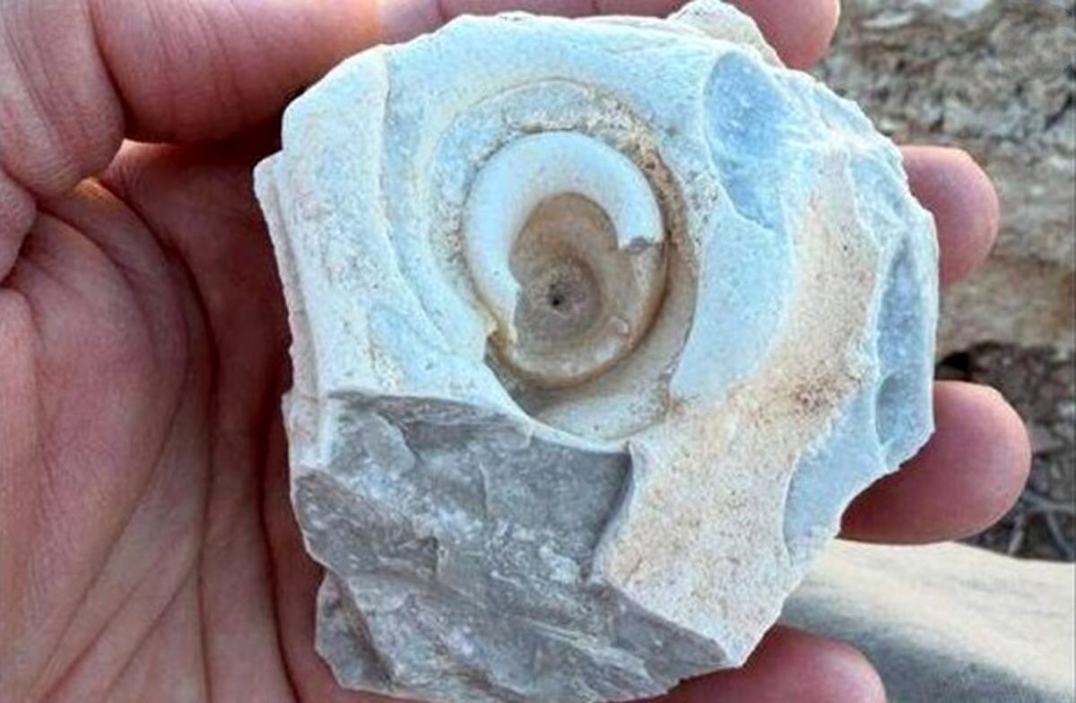 این فسیل مرموز شبیه «گوش انسان» است