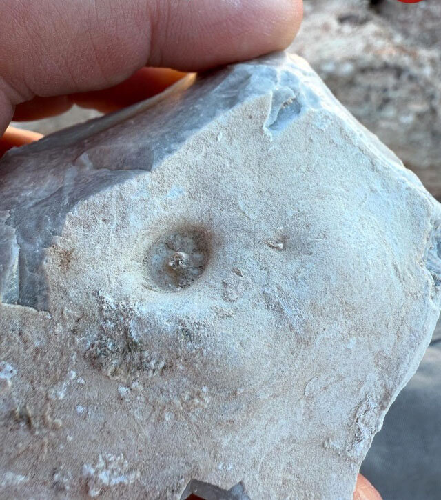 این فسیل مرموز شبیه «گوش انسان» است