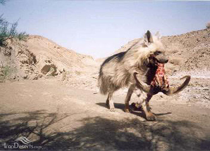 رفتگران گمنام طبیعت در معرض تهدیدند | از شکستن استخوان الاغ تا بلعیدن باکتری خطرناک