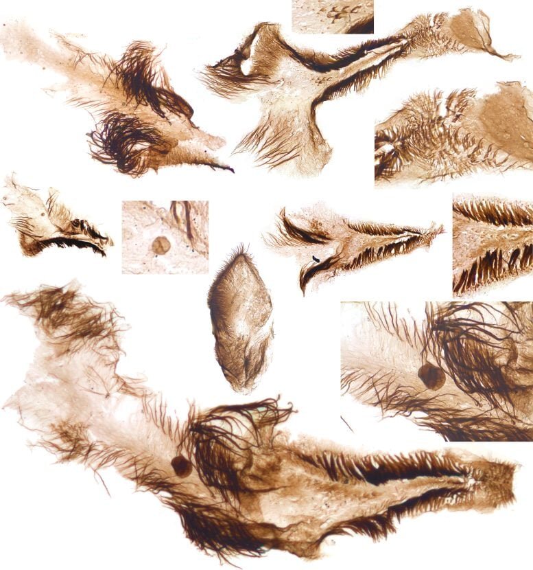 یک اکتشاف بزرگ در اعماق ۵۰۰ میلیونساله